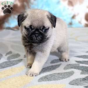 Monty, Pug Puppy